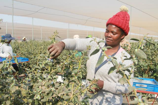 (260810) -- NAIROBI, Aug. 10, 2026 (Xinhua) -- A farmer harvests blueberries in Mashonaland West Province, Zimbabwe, Sept. 18, 2025. (Photo by Tafara Mugwara/Xinhua)