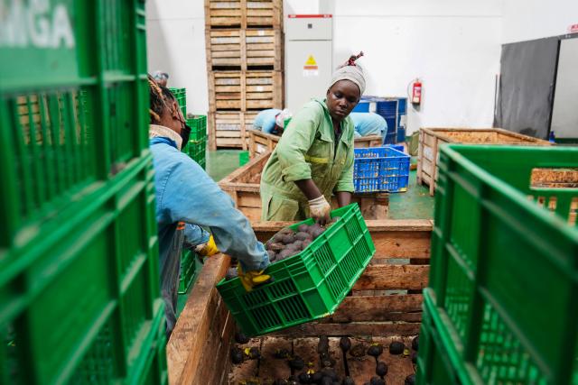 (260810) -- NAIROBI, Aug. 10, 2026 (Xinhua) -- Workers sort avocados at Sanmark Ltd. in the Athi River Export Processing Zone, the southeastern industrial hub of Nairobi, Kenya, May 28, 2026. (Xinhua/Xie Jianfei)
