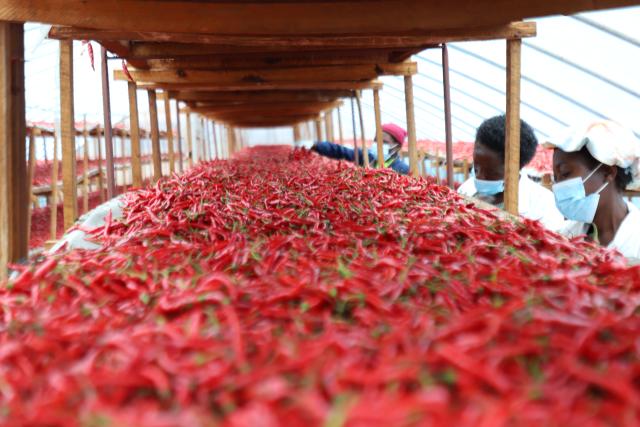 (260810) -- NAIROBI, Aug. 10, 2026 (Xinhua) -- Workers arrange dried chilis at the agricultural factory Fisher Global in the Rwamagana Industrial Park, Eastern Province, Rwanda, April 14, 2026. (Xinhua/Ju Yinhe)