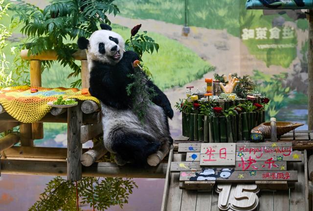 (260810) -- TIANJIN, Aug. 10, 2026 (Xinhua) -- Giant panda Xing Mei enjoys its birthday feast at the zoo of Photosynthesis Valley Tourist Resort in north China's Tianjin Municipality, Aug. 10, 2026. The zoo in the Photosynthesis Valley Tourist Resort celebrated Xing Mei's 15th birthday on Monday. Xing Mei was born in August 2011 at the Chengdu Research Base of Giant Panda Breeding in Chengdu, capital of southwest China's Sichuan Province, and was transferred to Tianjin in September 2013. (Xinhua/Zhao Zishuo)