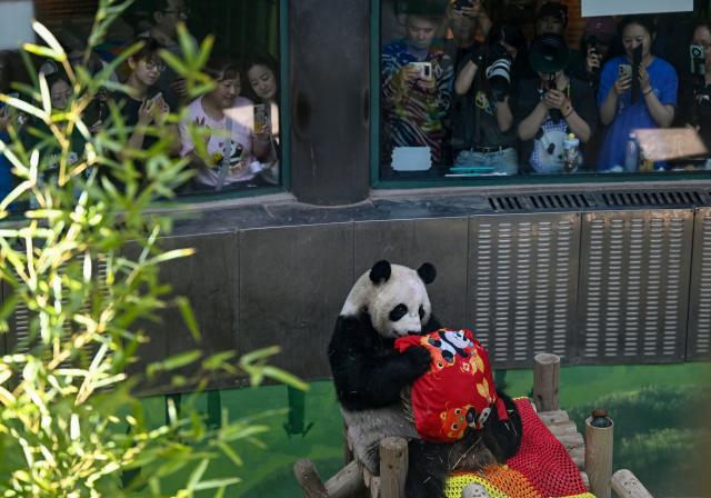 (260810) -- TIANJIN, Aug. 10, 2026 (Xinhua) -- Tourists take photos and videos of giant panda Xing Mei at the zoo of Photosynthesis Valley Tourist Resort in north China's Tianjin Municipality, Aug. 10, 2026. The zoo in the Photosynthesis Valley Tourist Resort celebrated Xing Mei's 15th birthday on Monday. Xing Mei was born in August 2011 at the Chengdu Research Base of Giant Panda Breeding in Chengdu, capital of southwest China's Sichuan Province, and was transferred to Tianjin in September 2013. (Xinhua/Zhao Zishuo)