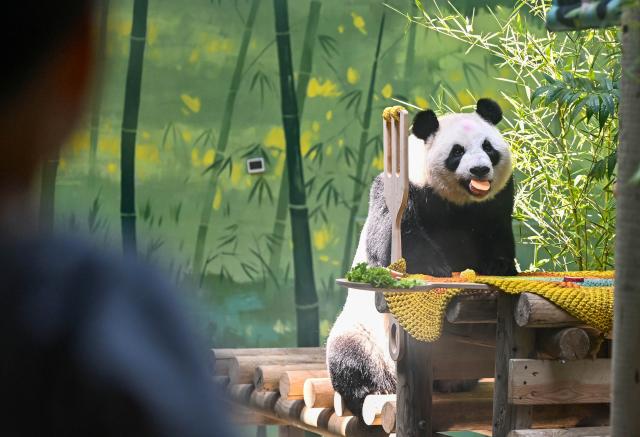 (260810) -- TIANJIN, Aug. 10, 2026 (Xinhua) -- Giant panda Xing Mei enjoys its birthday feast at the zoo of Photosynthesis Valley Tourist Resort in north China's Tianjin Municipality, Aug. 10, 2026. The zoo in the Photosynthesis Valley Tourist Resort celebrated Xing Mei's 15th birthday on Monday. Xing Mei was born in August 2011 at the Chengdu Research Base of Giant Panda Breeding in Chengdu, capital of southwest China's Sichuan Province, and was transferred to Tianjin in September 2013. (Xinhua/Zhao Zishuo)