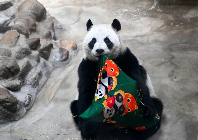 (260810) -- TIANJIN, Aug. 10, 2026 (Xinhua) -- Giant panda Xing Mei is pictured at the zoo of Photosynthesis Valley Tourist Resort in north China's Tianjin Municipality, Aug. 10, 2026. The zoo in the Photosynthesis Valley Tourist Resort celebrated Xing Mei's 15th birthday on Monday. Xing Mei was born in August 2011 at the Chengdu Research Base of Giant Panda Breeding in Chengdu, capital of southwest China's Sichuan Province, and was transferred to Tianjin in September 2013. (Xinhua/Zhao Zishuo)