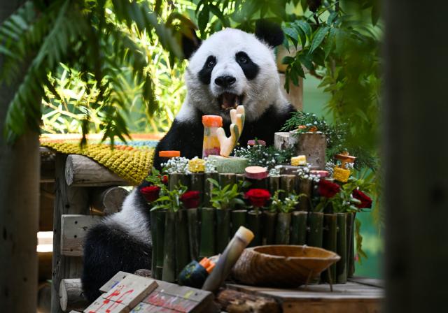 (260811) -- BEIJING, Aug. 11, 2026 (Xinhua) -- Giant panda Xing Mei enjoys its birthday feast at the zoo of Photosynthesis Valley Tourist Resort in north China's Tianjin Municipality, Aug. 10, 2026. The zoo in the Photosynthesis Valley Tourist Resort celebrated Xing Mei's 15th birthday on Monday. Xing Mei was born in August 2011 at the Chengdu Research Base of Giant Panda Breeding in Chengdu, capital of southwest China's Sichuan Province, and was transferred to Tianjin in September 2013. (Xinhua/Zhao Zishuo)