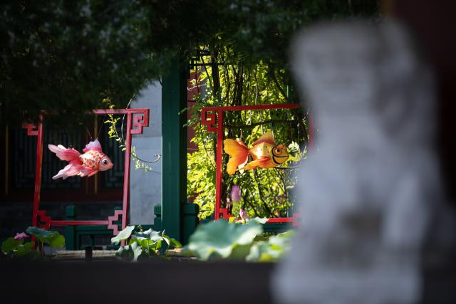 (260811) -- BEIJING, Aug. 11, 2026 (Xinhua) -- This photo taken on Aug. 11, 2026 shows a scene of a goldfish exhibition at the Prince Kung's Palace Museum in Beijing, capital of China. The museum opened its fifth goldfish exhibition on Tuesday. (Xinhua)