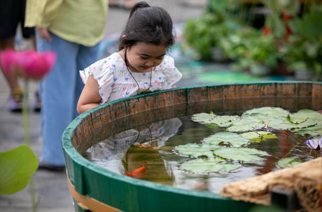 (260811) -- BEIJING, Aug. 11, 2026 (Xinhua) -- A girl visits a goldfish exhibition at the Prince Kung's Palace Museum in Beijing, capital of China, Aug. 11, 2026. The museum opened its fifth goldfish exhibition on Tuesday. (Xinhua)