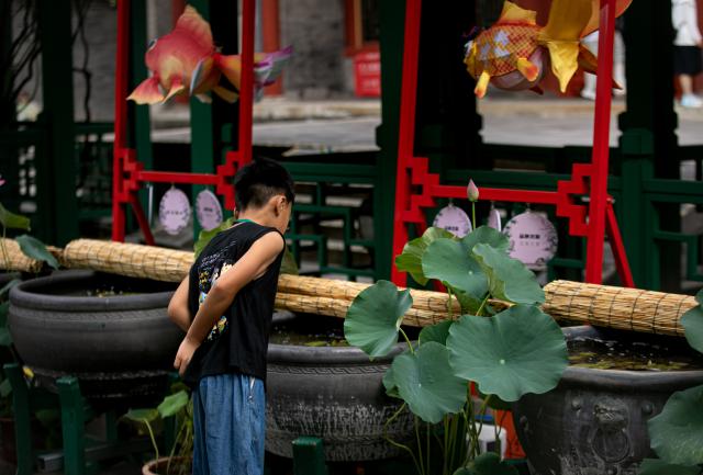 (260811) -- BEIJING, Aug. 11, 2026 (Xinhua) -- A boy visits a goldfish exhibition at the Prince Kung's Palace Museum in Beijing, capital of China, Aug. 11, 2026. The museum opened its fifth goldfish exhibition on Tuesday. (Xinhua)