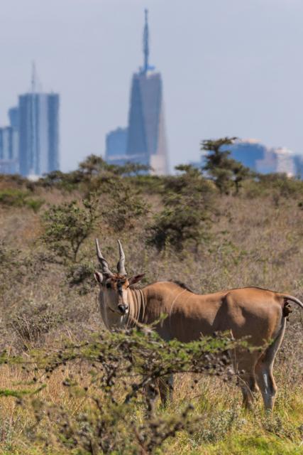 (260811) -- NAIROBI, Aug. 11, 2026 (Xinhua) -- A common eland is pictured at the Nairobi National Park with city buildings in the distance in Nairobi, capital of Kenya, Aug. 11, 2026. (Xinhua/Xie Jianfei)