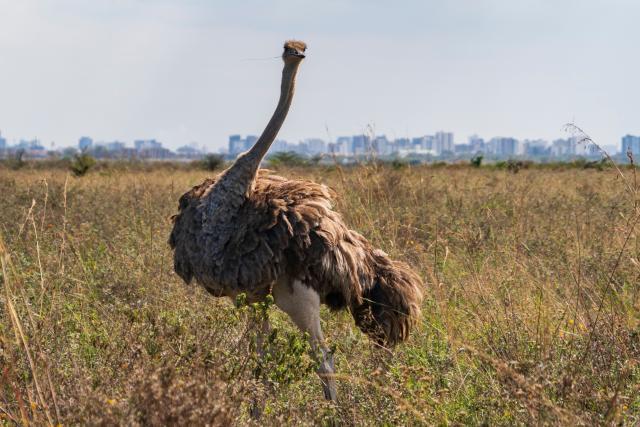 (260811) -- NAIROBI, Aug. 11, 2026 (Xinhua) -- An ostrich is pictured at the Nairobi National Park with city buildings in the distance in Nairobi, capital of Kenya, Aug. 11, 2026. (Xinhua/Xie Jianfei)