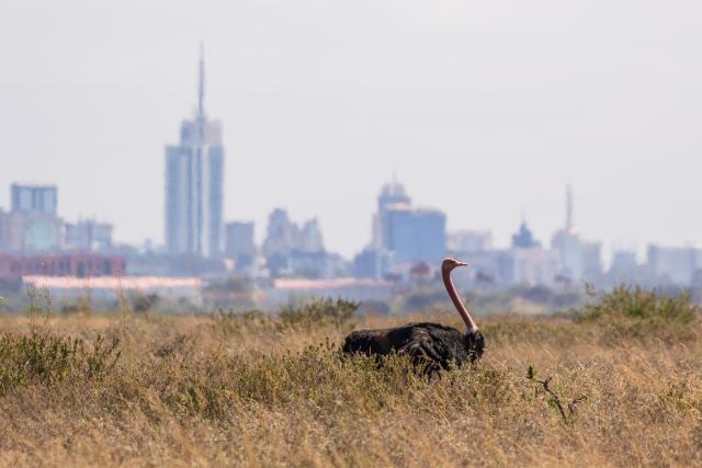 (260811) -- NAIROBI, Aug. 11, 2026 (Xinhua) -- An ostrich is pictured at the Nairobi National Park with city buildings in the distance in Nairobi, capital of Kenya, Aug. 11, 2026. (Xinhua/Xie Jianfei)