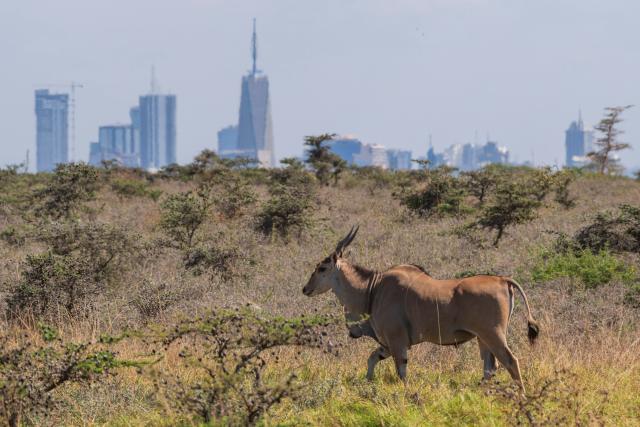 (260811) -- NAIROBI, Aug. 11, 2026 (Xinhua) -- A common eland is pictured at the Nairobi National Park with city buildings in the distance in Nairobi, capital of Kenya, Aug. 11, 2026. (Xinhua/Xie Jianfei)