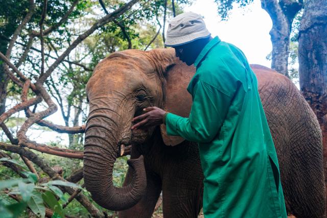 (260811) -- NAIROBI, Aug. 11, 2026 (Xinhua) -- A keeper takes care of an elephant at Sheldrick Wildlife Trust's Nairobi Nursery in Nairobi, Kenya, on Aug. 11, 2026. TO GO WITH "Feature: Neighbors with tusks -- how Kenyans learn to live alongside elephants"  (Xinhua/Xie Jianfei)