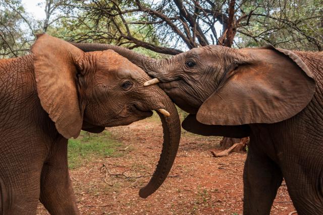 (260811) -- NAIROBI, Aug. 11, 2026 (Xinhua) -- Elephants are pictured at Sheldrick Wildlife Trust's Nairobi Nursery in Nairobi, Kenya, on Aug. 11, 2026. TO GO WITH "Feature: Neighbors with tusks -- how Kenyans learn to live alongside elephants"  (Xinhua/Xie Jianfei)