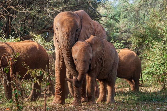 (260811) -- NAIROBI, Aug. 11, 2026 (Xinhua) -- Elephants are pictured at Sheldrick Wildlife Trust's Nairobi Nursery in Nairobi, Kenya, on Aug. 11, 2026. TO GO WITH "Feature: Neighbors with tusks -- how Kenyans learn to live alongside elephants"  (Xinhua/Xie Jianfei)