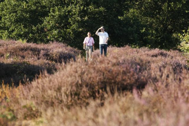(260812) -- RHEDEN, Aug. 12, 2026 (Xinhua) -- Visitors walk among blooming heather in Veluwezoom National Park in Rheden, the Netherlands, on Aug. 11, 2026. (Xinhua/Shao Haijun)