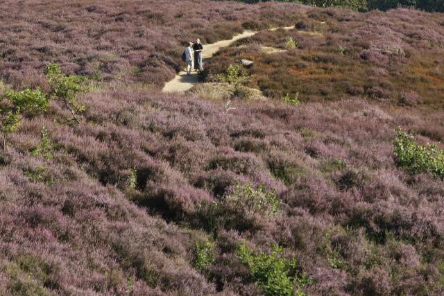(260812) -- RHEDEN, Aug. 12, 2026 (Xinhua) -- Visitors walk among blooming heather in Veluwezoom National Park in Rheden, the Netherlands, on Aug. 11, 2026. (Xinhua/Shao Haijun)