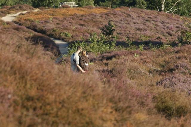 (260812) -- RHEDEN, Aug. 12, 2026 (Xinhua) -- People take a selfie among blooming heather in Veluwezoom National Park in Rheden, the Netherlands, on Aug. 11, 2026. (Xinhua/Shao Haijun)