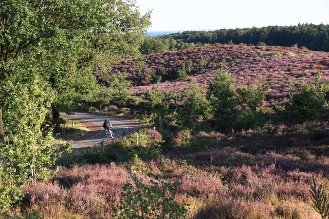 (260812) -- RHEDEN, Aug. 12, 2026 (Xinhua) -- A cyclist rides on a road in Veluwezoom National Park in Rheden, the Netherlands, on Aug. 11, 2026. (Xinhua/Shao Haijun)