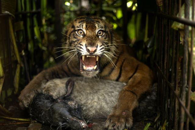 (260812) -- WEST SUMATRA, Aug. 12, 2026 (Xinhua) -- A female Sumatran tiger is found inside a trap cage in Agam Regency, West Sumatra, Indonesia, Aug. 12, 2026. The capture was carried out as part of efforts to prevent further conflict between the endangered Sumatran tiger and local communities. (Photo by Andri Mardiansyah/Xinhua)