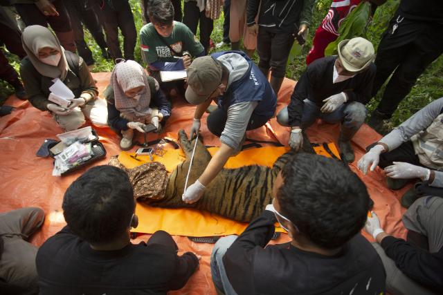 (260812) -- WEST SUMATRA, Aug. 12, 2026 (Xinhua) -- Veterinarians check the condition of a female Sumatran tiger after it was found inside a trap cage in Agam Regency, West Sumatra, Indonesia, Aug. 12, 2026. The capture was carried out as part of efforts to prevent further conflict between the endangered Sumatran tiger and local communities. (Photo by Andri Mardiansyah/Xinhua)