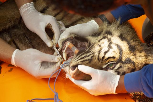(260812) -- WEST SUMATRA, Aug. 12, 2026 (Xinhua) -- Veterinarians check the condition of a female Sumatran tiger after it was found inside a trap cage in Agam Regency, West Sumatra, Indonesia, Aug. 12, 2026. The capture was carried out as part of efforts to prevent further conflict between the endangered Sumatran tiger and local communities. (Photo by Andri Mardiansyah/Xinhua)