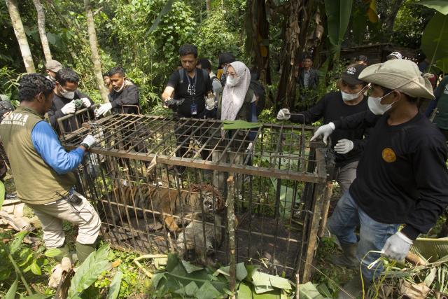 (260812) -- WEST SUMATRA, Aug. 12, 2026 (Xinhua) -- Officers check the condition of a female Sumatran tiger after it was found inside a trap cage in Agam Regency, West Sumatra, Indonesia, Aug. 12, 2026. The capture was carried out as part of efforts to prevent further conflict between the endangered Sumatran tiger and local communities. (Photo by Andri Mardiansyah/Xinhua)