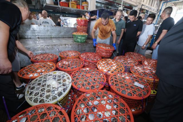 (260812) -- ZHOUSHAN, Aug. 12, 2026 (Xinhua) -- Merchants select fresh swimming crabs at a fishing port of an aquatic products market in Zhoushan City, east China's Zhejiang Province, Aug. 12, 2026. Special licensed fishing vessels set sail for the East China Sea as the summer fishing moratorium was partially lifted on Tuesday. (Xinhua/Xu Yu)