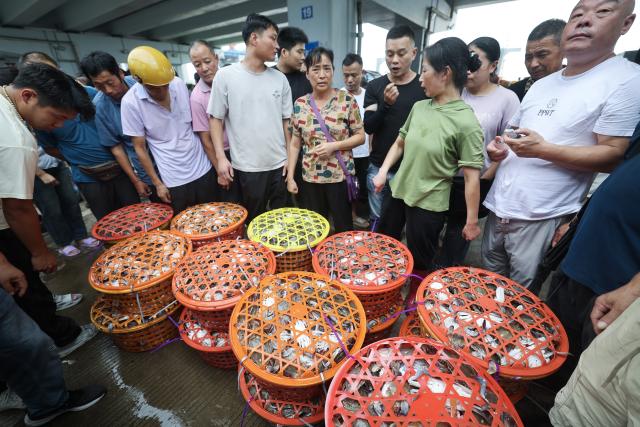 (260812) -- ZHOUSHAN, Aug. 12, 2026 (Xinhua) -- Merchants select fresh swimming crabs at a fishing port of an aquatic products market in Zhoushan City, east China's Zhejiang Province, Aug. 12, 2026. Special licensed fishing vessels set sail for the East China Sea as the summer fishing moratorium was partially lifted on Tuesday. (Xinhua/Xu Yu)