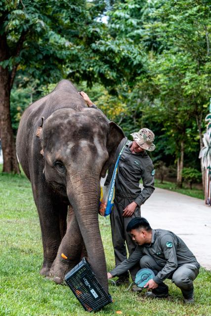 (260812) -- XISHUANGBANNA, Aug. 12, 2026 (Xinhua) -- Breeders conduct physical check for "Yangniu," a rescued Asian elephant, at the Asian Elephant Breeding and Rescue Center in Xishuangbanna Dai Autonomous Prefecture, southwest China's Yunnan Province, Aug. 12, 2026. The Asian Elephant Breeding and Rescue Center in Xishuangbanna celebrated the birthday of Asian elephant "Yangniu" on Wednesday on the occasion of World Elephant Day. Since it was rescued 11 years ago, "Yangniu" has been taken good care of by full-time breeders. (Xinhua/Hu Chao)