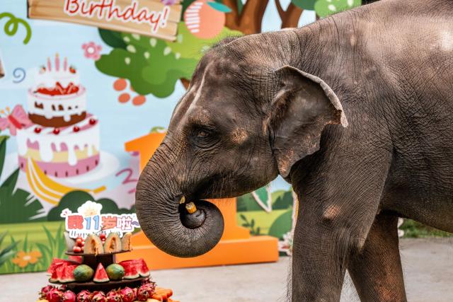 (260812) -- XISHUANGBANNA, Aug. 12, 2026 (Xinhua) -- "Yangniu," a rescued Asian elephant, eats corns at its birthday party at the Asian Elephant Breeding and Rescue Center in Xishuangbanna Dai Autonomous Prefecture, southwest China's Yunnan Province, Aug. 12, 2026. The Asian Elephant Breeding and Rescue Center in Xishuangbanna celebrated the birthday of Asian elephant "Yangniu" on Wednesday on the occasion of World Elephant Day. Since it was rescued 11 years ago, "Yangniu" has been taken good care of by full-time breeders. (Xinhua/Hu Chao)