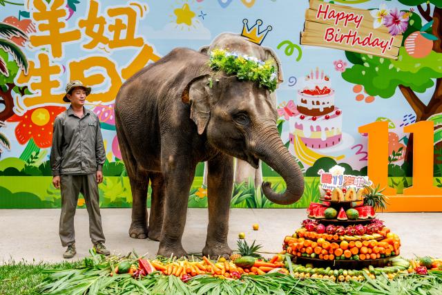 (260812) -- XISHUANGBANNA, Aug. 12, 2026 (Xinhua) -- "Yangniu," a rescued Asian elephant, is seen at its birthday party at the Asian Elephant Breeding and Rescue Center in Xishuangbanna Dai Autonomous Prefecture, southwest China's Yunnan Province, Aug. 12, 2026. The Asian Elephant Breeding and Rescue Center in Xishuangbanna celebrated the birthday of Asian elephant "Yangniu" on Wednesday on the occasion of World Elephant Day. Since it was rescued 11 years ago, "Yangniu" has been taken good care of by full-time breeders. (Xinhua/Hu Chao)
