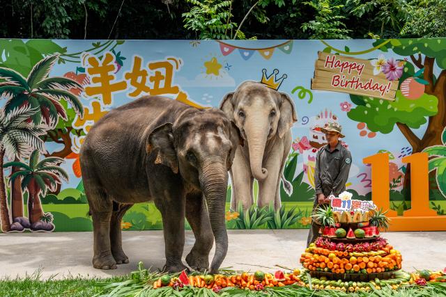 (260812) -- XISHUANGBANNA, Aug. 12, 2026 (Xinhua) -- "Yangniu," a rescued Asian elephant, is seen at its birthday party at the Asian Elephant Breeding and Rescue Center in Xishuangbanna Dai Autonomous Prefecture, southwest China's Yunnan Province, Aug. 12, 2026. The Asian Elephant Breeding and Rescue Center in Xishuangbanna celebrated the birthday of Asian elephant "Yangniu" on Wednesday on the occasion of World Elephant Day. Since it was rescued 11 years ago, "Yangniu" has been taken good care of by full-time breeders. (Xinhua/Hu Chao)