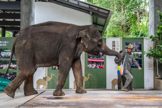 (260812) -- XISHUANGBANNA, Aug. 12, 2026 (Xinhua) -- A breeder is seen with "Yangniu," a rescued Asian elephant, at the Asian Elephant Breeding and Rescue Center in Xishuangbanna Dai Autonomous Prefecture, southwest China's Yunnan Province, Aug. 12, 2026. The Asian Elephant Breeding and Rescue Center in Xishuangbanna celebrated the birthday of Asian elephant "Yangniu" on Wednesday on the occasion of World Elephant Day. Since it was rescued 11 years ago, "Yangniu" has been taken good care of by full-time breeders. (Xinhua/Hu Chao)