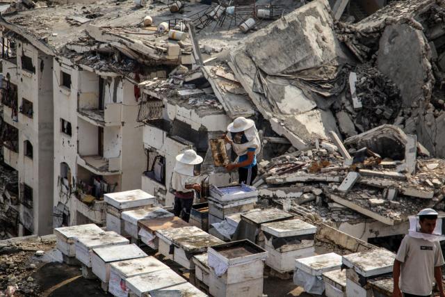 (260812) -- GAZA, Aug. 12, 2026 (Xinhua) -- Sons of Palestinian beekeeper Ibrahim al-Dabba, tend to beehives on the roof of a destroyed building in Gaza City's Tel al-Hawa area, Aug. 10, 2026. Before the war, al-Dabba owned more than 400 beehives spreading across eastern Gaza. Gaza's Ministry of Agriculture said the war had damaged around 28,400 beehives across the Strip. (Photo by Rizek Abdeljawad/Xinhua)