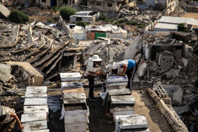 (260812) -- GAZA, Aug. 12, 2026 (Xinhua) -- Sons of Palestinian beekeeper Ibrahim al-Dabba, tend to beehives on the roof of a destroyed building in Gaza City's Tel al-Hawa area, Aug. 10, 2026. Before the war, al-Dabba owned more than 400 beehives spreading across eastern Gaza. Gaza's Ministry of Agriculture said the war had damaged around 28,400 beehives across the Strip. (Photo by Rizek Abdeljawad/Xinhua)