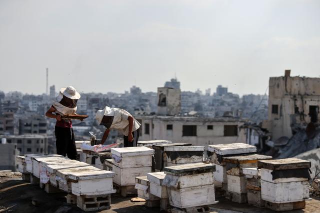 (260812) -- GAZA, Aug. 12, 2026 (Xinhua) -- Sons of Palestinian beekeeper Ibrahim al-Dabba, tend to beehives on the roof of a destroyed building in Gaza City's Tel al-Hawa area, Aug. 10, 2026. Before the war, al-Dabba owned more than 400 beehives spreading across eastern Gaza. Gaza's Ministry of Agriculture said the war had damaged around 28,400 beehives across the Strip. (Photo by Rizek Abdeljawad/Xinhua)