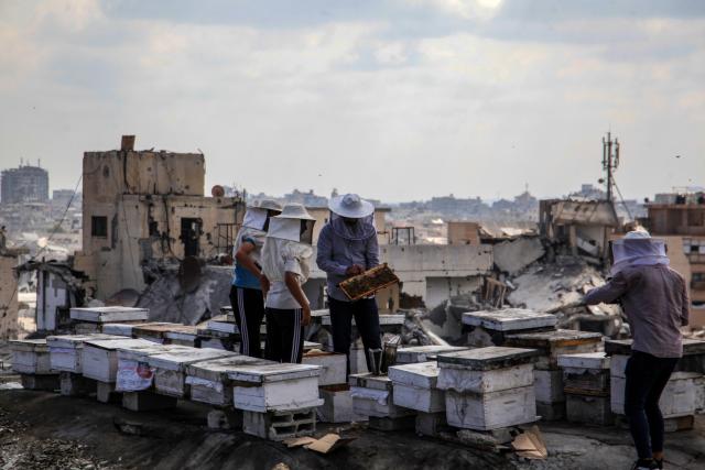 (260812) -- GAZA, Aug. 12, 2026 (Xinhua) -- Palestinian beekeeper Ibrahim al-Dabba (C) tends to beehives with his sons on the roof of a destroyed building in Gaza City's Tel al-Hawa area, Aug. 10, 2026. Before the war, al-Dabba owned more than 400 beehives spreading across eastern Gaza. Gaza's Ministry of Agriculture said the war had damaged around 28,400 beehives across the Strip. (Photo by Rizek Abdeljawad/Xinhua)