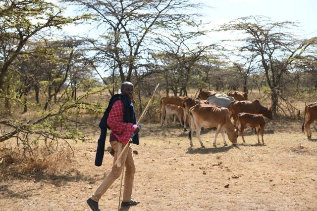 (260813) -- NAROK, Aug. 13, 2026 (Xinhua) -- A Maasai villager herds livestock at a village around the Maasai Mara National Reserve in Narok, Kenya, on Aug. 12, 2026.
  The Maasai, one of the major tribes in Kenya, are still living a nomadic lifestyle. As local tourism develops, Maasai people have opened their villages to tourists to increase their income. (Xinhua/Liu Qiong)