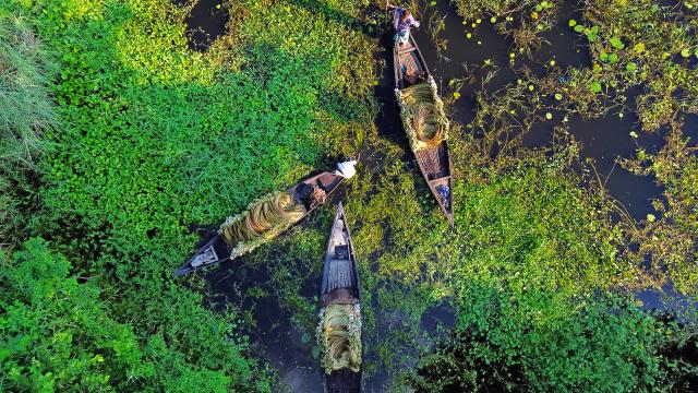 (260813) -- BEIJING, Aug. 13, 2026 (Xinhua) -- This aerial drone photo taken on Aug. 11, 2026 shows farmers collecting and transporting water lilies by boat in Munshiganj, Bangladesh. (Photo by Habibur Rahman/Xinhua)