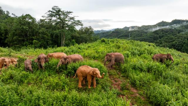 (260813) -- KUNMING, Aug. 13, 2026 (Xinhua) -- A drone photo taken on Aug. 8, 2024 shows a herd of elephants in Dadugang Township of Jinghong City, Xishuangbanna Dai Autonomous Prefecture, southwest China's Yunnan Province. The "short-nose family" of wild Asian elephants captured worldwide attention in 2021 after roaming more than 1,400 kilometers across Yunnan Province. It returned to its traditional habitat with 14 members. Embracing two calves born this year, members of the family have since grown to 21.
  Yunnan has developed a comprehensive approach to Asian elephant conservation that combines habitat restoration, connected habitats, scientific monitoring and early warning, community participation and cross-border cooperation. The province is also home to the Xishuangbanna Asian Elephant Breeding and Rescue Center, which has rescued and rehabilitated more than 30 wild Asian elephants since its establishment in 2009.
  China has established 11 nature reserves covering a total of 5,098 square kilometers across wild Asian elephant habitats. The country's wild Asian elephant population has risen from about 150 in the 1980s to nearly 400 today. (Xinhua/Hu Chao)