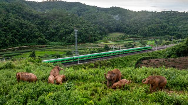 (260813) -- KUNMING, Aug. 13, 2026 (Xinhua) -- A drone photo taken on Aug. 8, 2024 shows a herd of elephants in Dadugang Township of Jinghong City, Xishuangbanna Dai Autonomous Prefecture, southwest China's Yunnan Province. The "short-nose family" of wild Asian elephants captured worldwide attention in 2021 after roaming more than 1,400 kilometers across Yunnan Province. It returned to its traditional habitat with 14 members. Embracing two calves born this year, members of the family have since grown to 21.
  Yunnan has developed a comprehensive approach to Asian elephant conservation that combines habitat restoration, connected habitats, scientific monitoring and early warning, community participation and cross-border cooperation. The province is also home to the Xishuangbanna Asian Elephant Breeding and Rescue Center, which has rescued and rehabilitated more than 30 wild Asian elephants since its establishment in 2009.
  China has established 11 nature reserves covering a total of 5,098 square kilometers across wild Asian elephant habitats. The country's wild Asian elephant population has risen from about 150 in the 1980s to nearly 400 today. (Xinhua/Hu Chao)