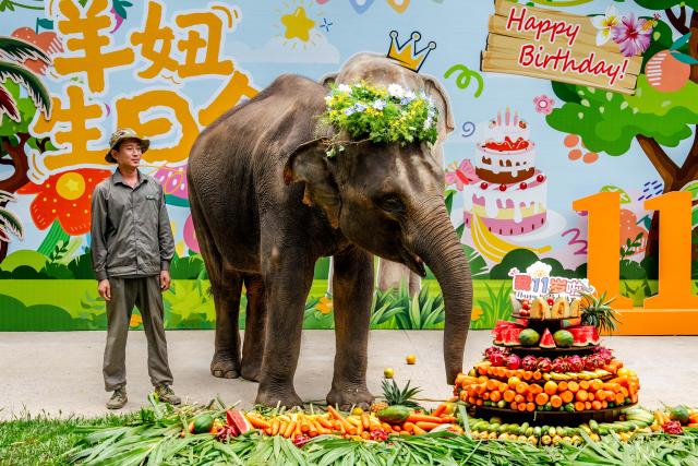 (260813) -- KUNMING, Aug. 13, 2026 (Xinhua) -- "Yangniu," a rescued Asian elephant, is seen at its birthday party at the Asian Elephant Breeding and Rescue Center in Xishuangbanna Dai Autonomous Prefecture, southwest China's Yunnan Province, Aug. 12, 2026. The "short-nose family" of wild Asian elephants captured worldwide attention in 2021 after roaming more than 1,400 kilometers across Yunnan Province. It returned to its traditional habitat with 14 members. Embracing two calves born this year, members of the family have since grown to 21.
  Yunnan has developed a comprehensive approach to Asian elephant conservation that combines habitat restoration, connected habitats, scientific monitoring and early warning, community participation and cross-border cooperation. The province is also home to the Xishuangbanna Asian Elephant Breeding and Rescue Center, which has rescued and rehabilitated more than 30 wild Asian elephants since its establishment in 2009.
  China has established 11 nature reserves covering a total of 5,098 square kilometers across wild Asian elephant habitats. The country's wild Asian elephant population has risen from about 150 in the 1980s to nearly 400 today. (Xinhua/Hu Chao)