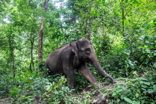 (260813) -- KUNMING, Aug. 13, 2026 (Xinhua) -- "Yangniu," a rescued Asian elephant, plays at the Asian Elephant Breeding and Rescue Center in Xishuangbanna Dai Autonomous Prefecture, southwest China's Yunnan Province, Aug. 12, 2026. The "short-nose family" of wild Asian elephants captured worldwide attention in 2021 after roaming more than 1,400 kilometers across Yunnan Province. It returned to its traditional habitat with 14 members. Embracing two calves born this year, members of the family have since grown to 21.
  Yunnan has developed a comprehensive approach to Asian elephant conservation that combines habitat restoration, connected habitats, scientific monitoring and early warning, community participation and cross-border cooperation. The province is also home to the Xishuangbanna Asian Elephant Breeding and Rescue Center, which has rescued and rehabilitated more than 30 wild Asian elephants since its establishment in 2009.
  China has established 11 nature reserves covering a total of 5,098 square kilometers across wild Asian elephant habitats. The country's wild Asian elephant population has risen from about 150 in the 1980s to nearly 400 today. (Xinhua/Hu Chao)