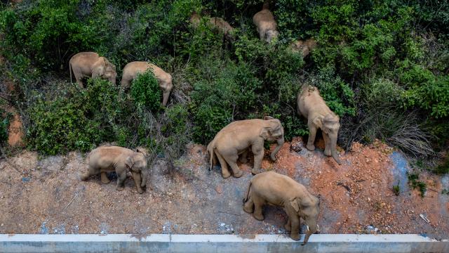 (260813) -- KUNMING, Aug. 13, 2026 (Xinhua) -- An aerial drone photo taken on May 28, 2021 shows a herd of elephants in Eshan County of Yuxi City, southwest China's Yunnan Province. The "short-nose family" of wild Asian elephants captured worldwide attention in 2021 after roaming more than 1,400 kilometers across Yunnan Province. It returned to its traditional habitat with 14 members. Embracing two calves born this year, members of the family have since grown to 21.
  Yunnan has developed a comprehensive approach to Asian elephant conservation that combines habitat restoration, connected habitats, scientific monitoring and early warning, community participation and cross-border cooperation. The province is also home to the Xishuangbanna Asian Elephant Breeding and Rescue Center, which has rescued and rehabilitated more than 30 wild Asian elephants since its establishment in 2009.
  China has established 11 nature reserves covering a total of 5,098 square kilometers across wild Asian elephant habitats. The country's wild Asian elephant population has risen from about 150 in the 1980s to nearly 400 today. (Xinhua/Hu Chao)