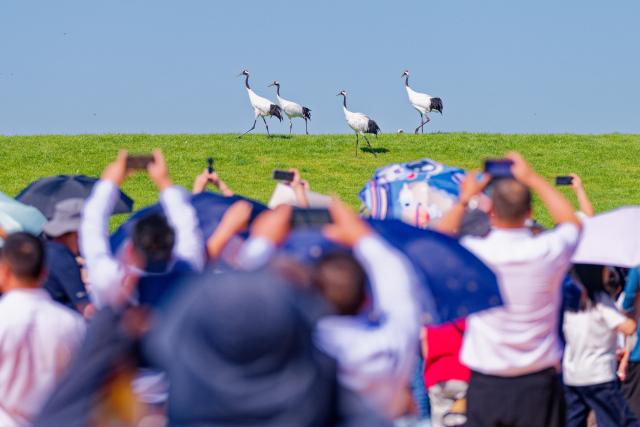 (260813) -- QIQIHAR, Aug. 13, 2026 (Xinhua) -- Tourists view red-crowned cranes at Zhalong National Nature Reserve in Qiqihar, northeast China's Heilongjiang Province, Aug. 13, 2026. (Xinhua/Zhang Tao)