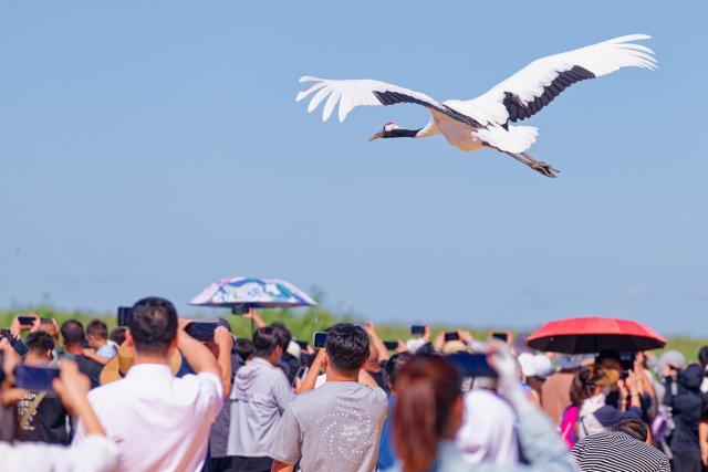 (260813) -- QIQIHAR, Aug. 13, 2026 (Xinhua) -- A red-crowned crane flies over tourists at Zhalong National Nature Reserve in Qiqihar, northeast China's Heilongjiang Province, Aug. 13, 2026. (Xinhua/Zhang Tao)