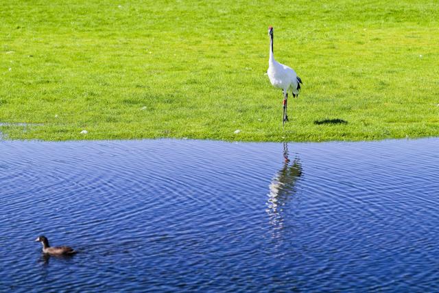 (260813) -- QIQIHAR, Aug. 13, 2026 (Xinhua) -- This photo taken on Aug. 13, 2026 shows a red-crowned crane at Zhalong National Nature Reserve in Qiqihar, northeast China's Heilongjiang Province. (Xinhua/Zhang Tao)