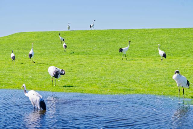 (260813) -- QIQIHAR, Aug. 13, 2026 (Xinhua) -- This photo taken on Aug. 13, 2026 shows red-crowned cranes at Zhalong National Nature Reserve in Qiqihar, northeast China's Heilongjiang Province. (Xinhua/Zhang Tao)