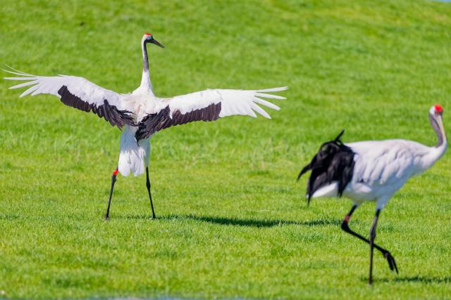 (260813) -- QIQIHAR, Aug. 13, 2026 (Xinhua) -- This photo taken on Aug. 13, 2026 shows red-crowned cranes at Zhalong National Nature Reserve in Qiqihar, northeast China's Heilongjiang Province. (Xinhua/Zhang Tao)