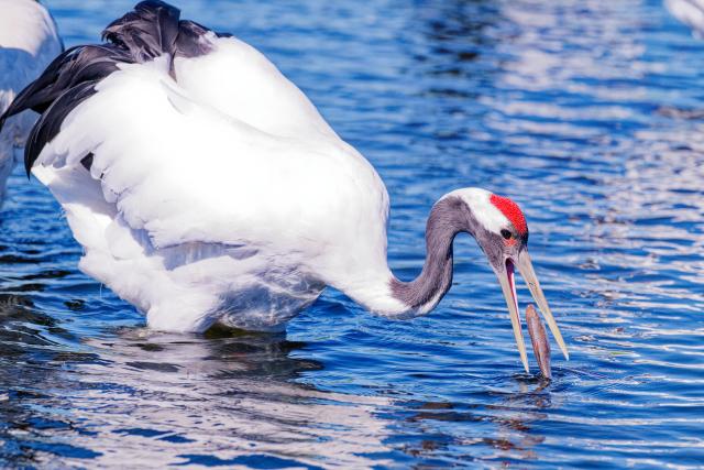 (260813) -- QIQIHAR, Aug. 13, 2026 (Xinhua) -- A red-crowned crane forages at Zhalong National Nature Reserve in Qiqihar, northeast China's Heilongjiang Province, Aug. 13, 2026. (Xinhua/Zhang Tao)